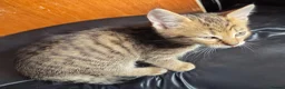 British Shorthair cats for sale: 2 male tabby kittens  - Advert 3