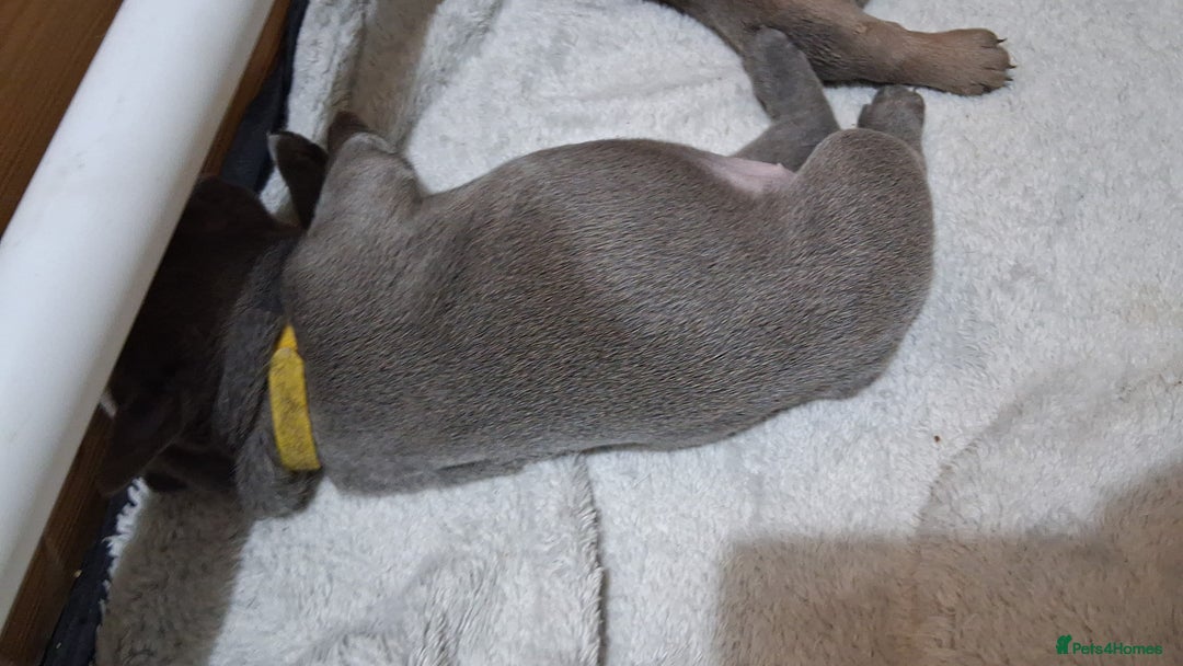 French Bulldog dogs for sale: French bulldogs - Image 14