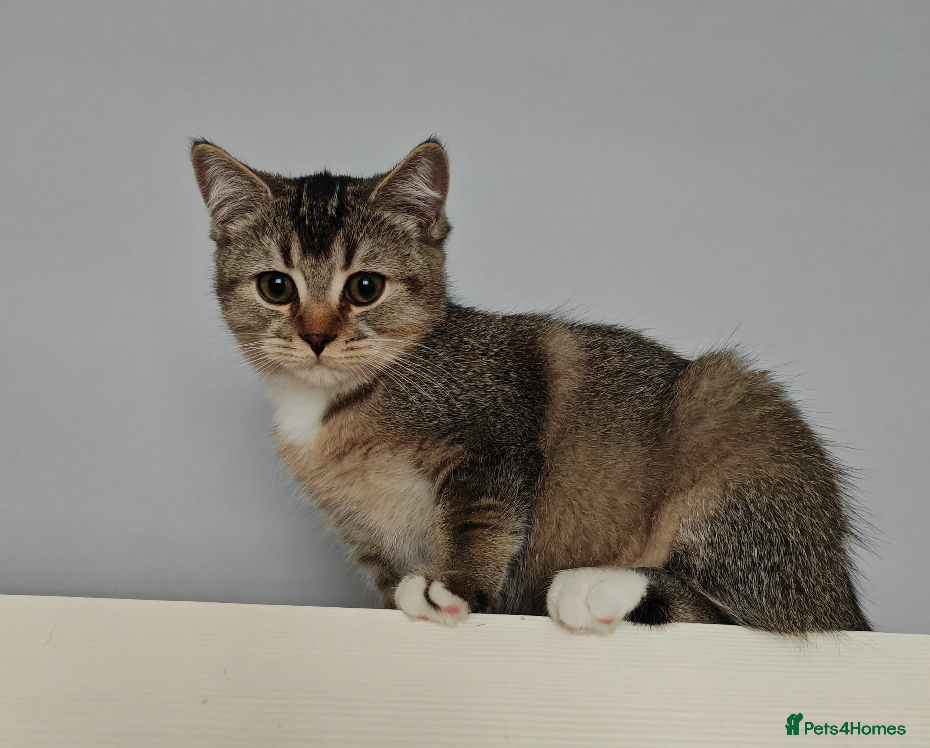 British Shorthair cats Scottish Fold x British Shorthair Mix Kittens - Advert 2