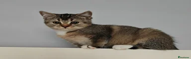British Shorthair 2