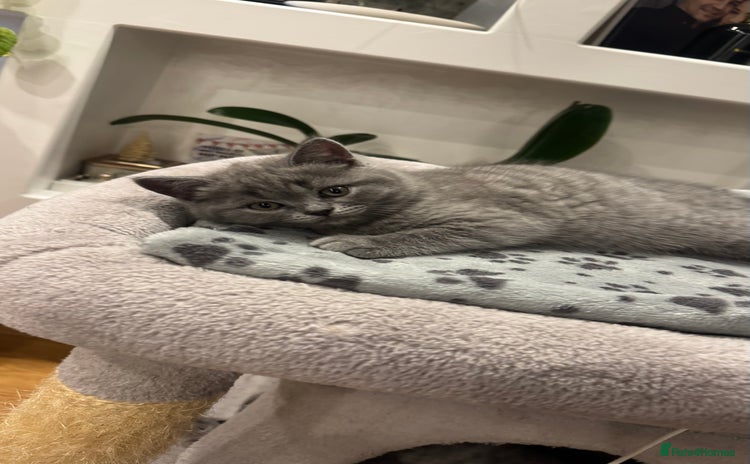British Shorthair cats - Advert 7