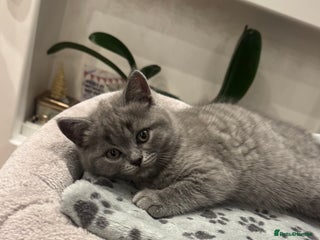 British Shorthair cats - Advert 18