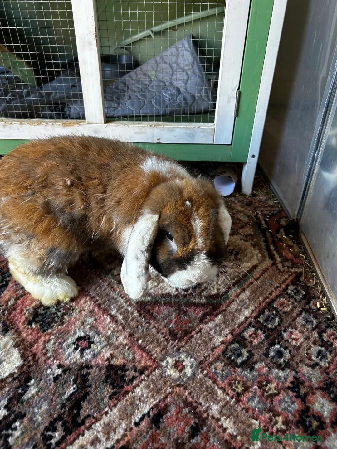 English Lop rabbits for sale: Rabbit male 1 year old  in Nottingham - Advert 2