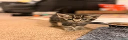 Mixed Breed cats for sale: 5 beautiful kittens  - Advert 22