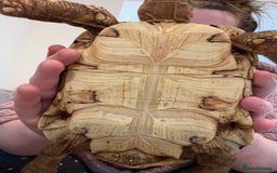 Tortoise reptiles for sale: 4 year old leopard tortoise - Image 4
