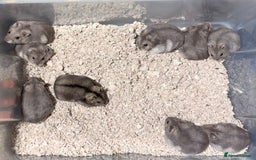 Hamster rodents for sale: TAME PEDIGREE WINTER WHITE DWARF HAMSTERS - Advert 3