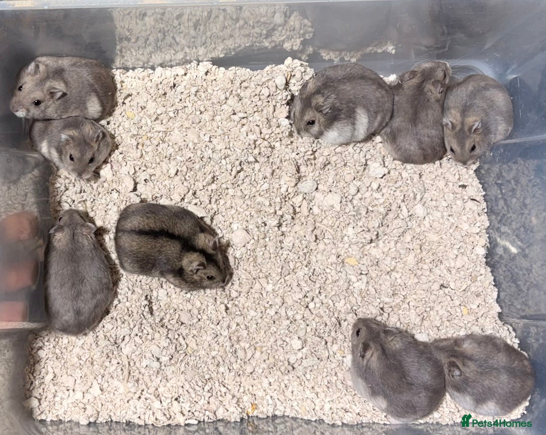 Hamster rodents for sale: TAME PEDIGREE WINTER WHITE DWARF HAMSTERS - Advert 3