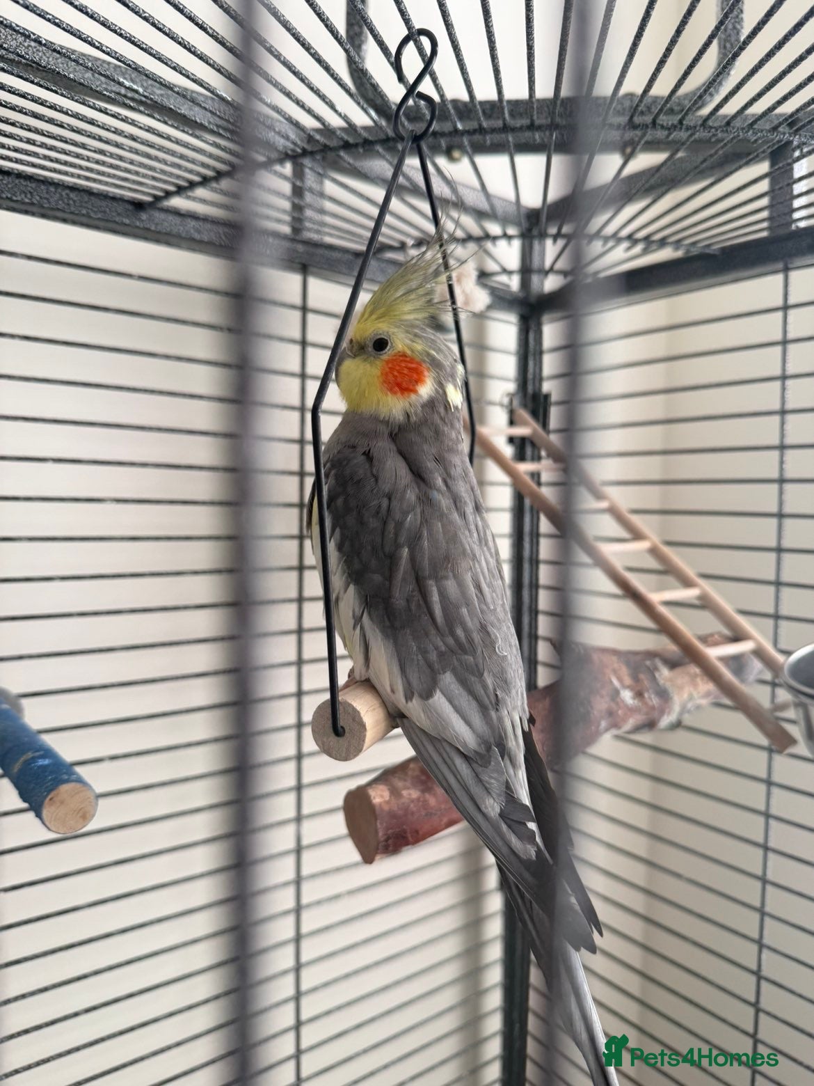 Cockatiels birds Male cockatiel  - Advert 12