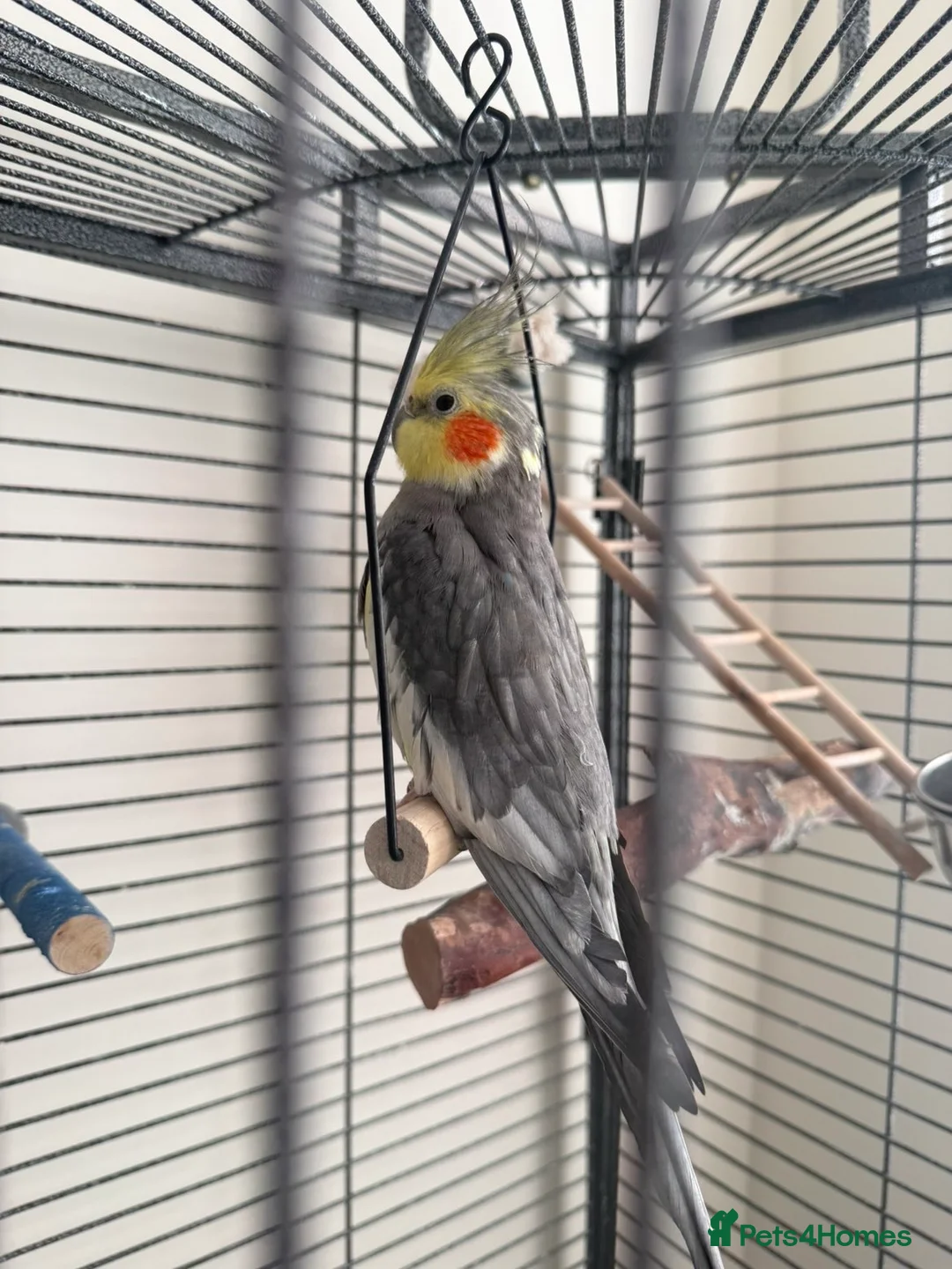 Cockatiels birds for sale: Male cockatiel  - Advert 1