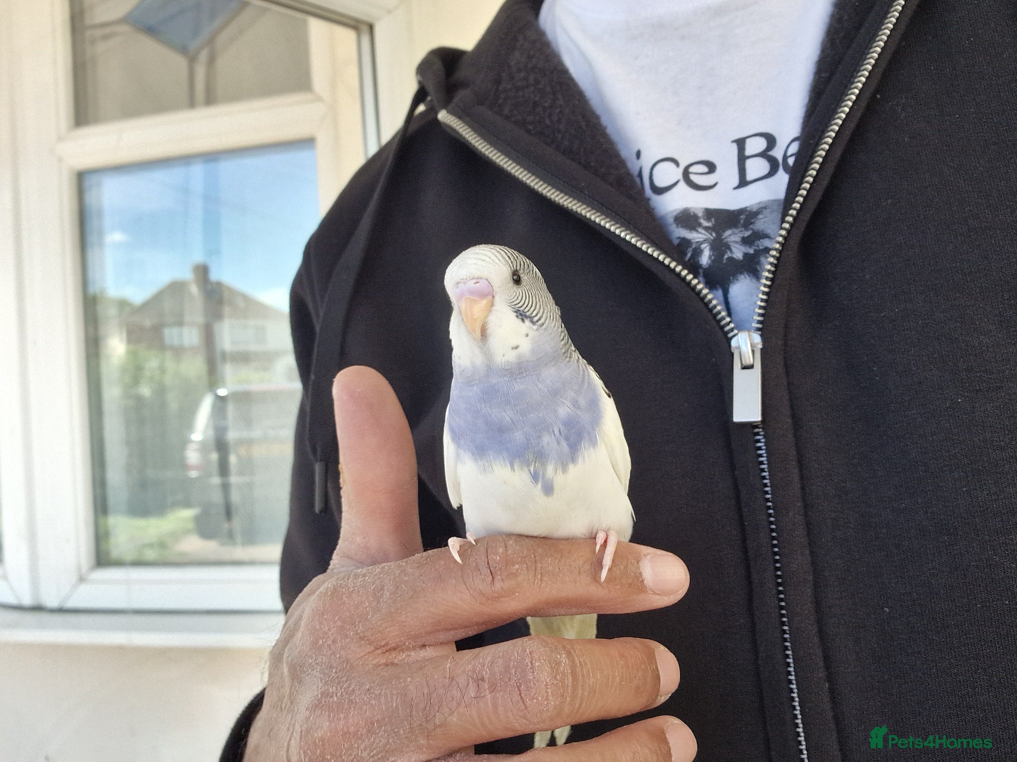 Budgerigars birds Super hand tamed baby budgies for sale  - Advert 21