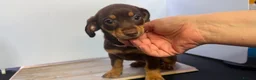 Mixed Breed dogs for sale: Gorgeous mixed litter girls and boys ready now! - Advert 4