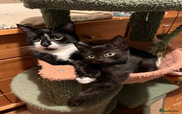 Mixed Breed cats for sale: Male black kitten - ready now - Image 3