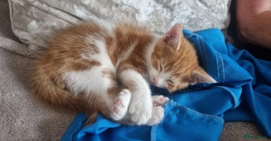 Mixed Breed cats - Advert 11