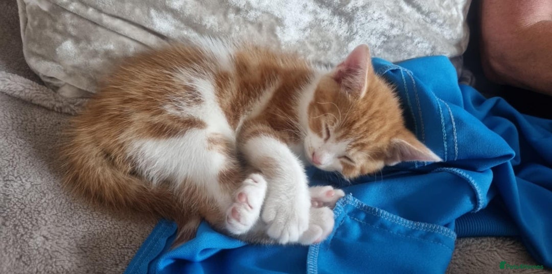 Mixed Breed cats for sale: Adorable Kittens. Ginger males - Image 3