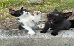 Mixed Breed cats for sale: 4 purr boxes  - Image 5