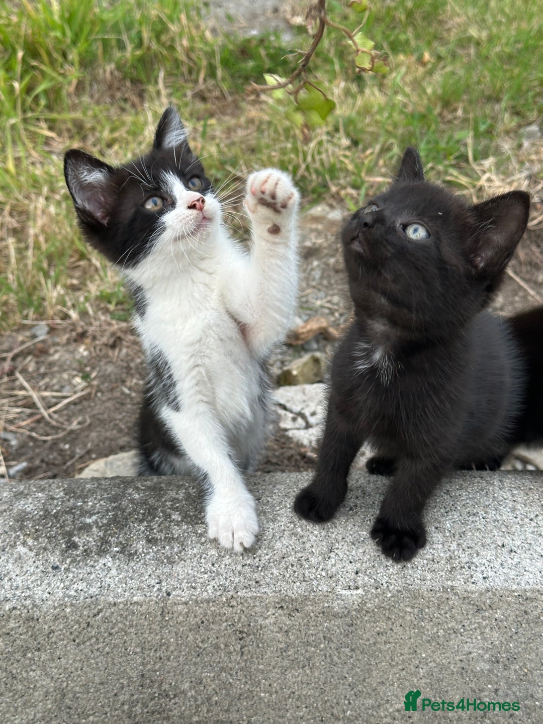 Mixed Breed cats for sale: 4 purr boxes  - Image 5