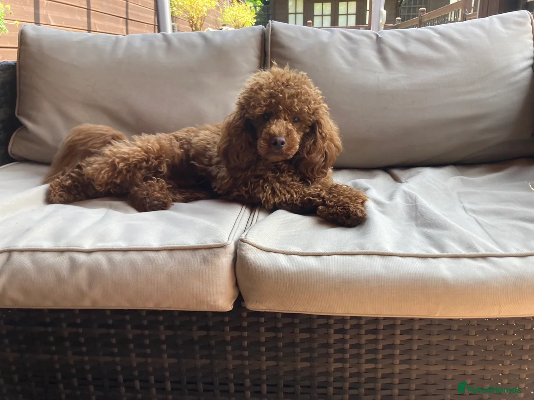 Poodle dogs for stud: Kc health tested fox red toy poodle in Stevenage - Advert 11