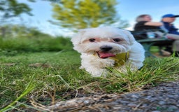 Maltese dogs for sale: Little Mia looking for forever home  - Image 20