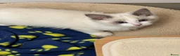 Ragdoll cats for sale: Beautiful ragdoll kittens  - Advert 19