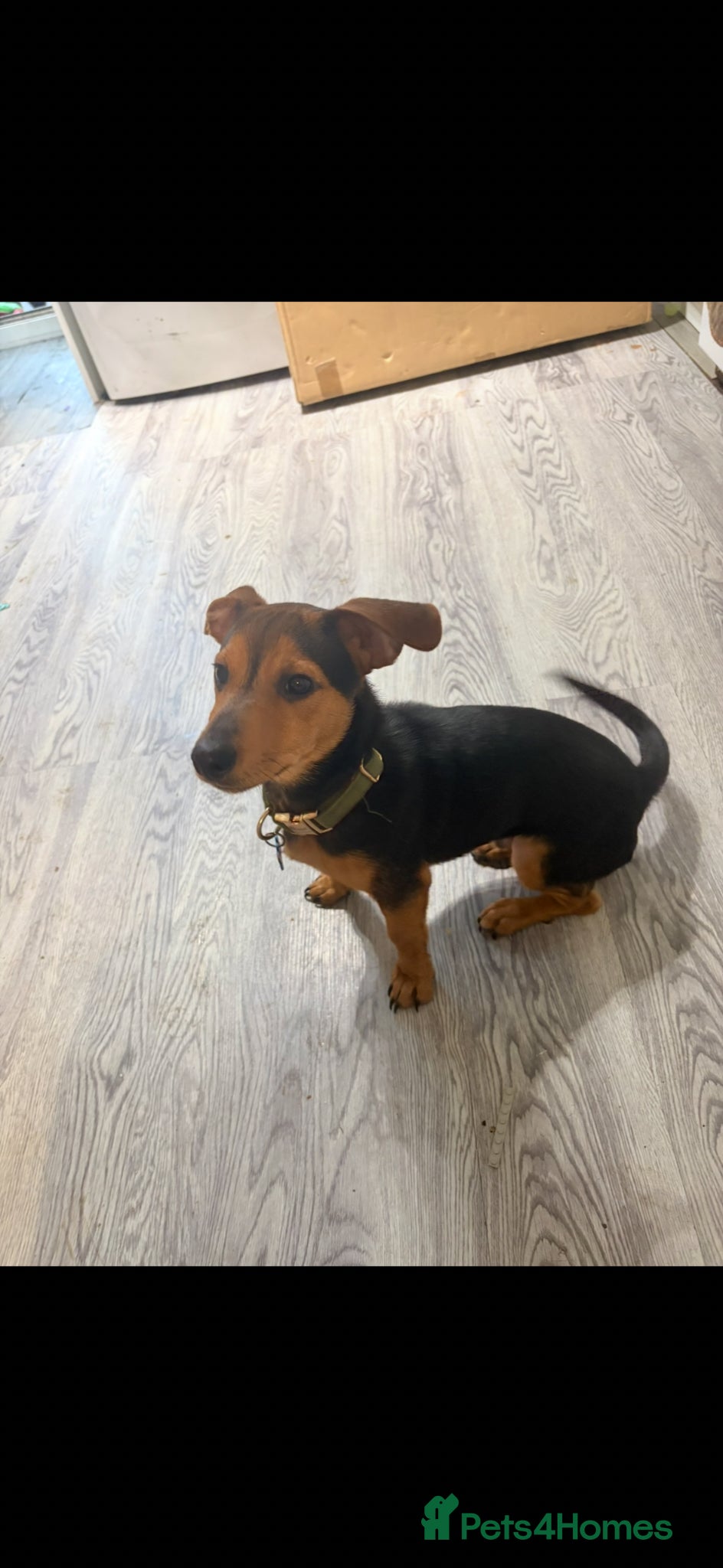 Jackshund dogs 8 months jackxdash - Advert 5