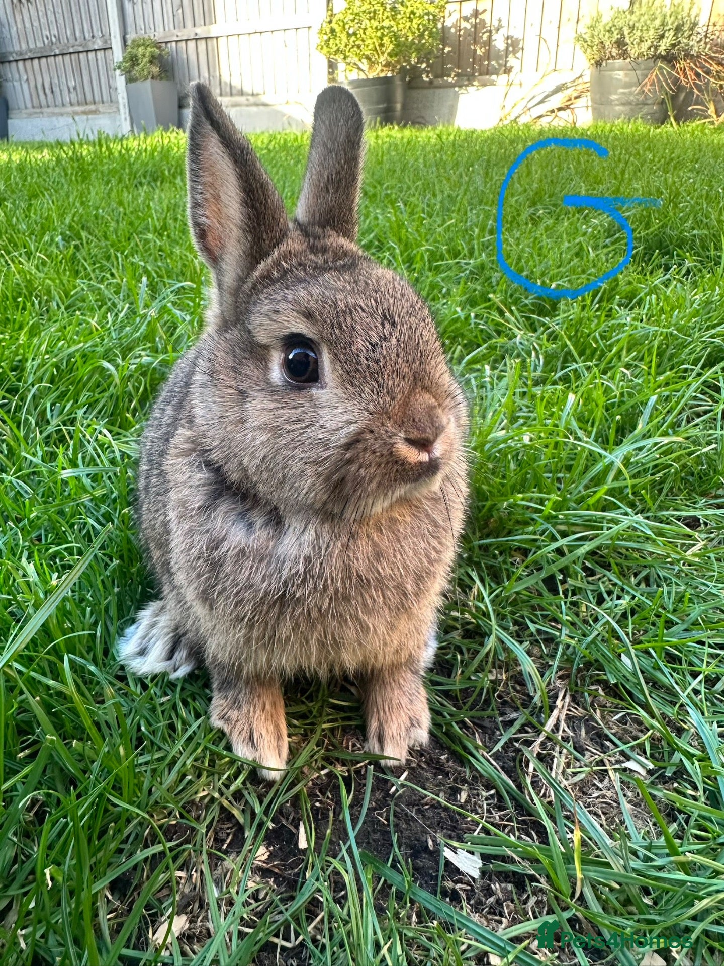 Netherland Dwarf rabbits Netherland Dwarf rabbits for sale  - Advert 2