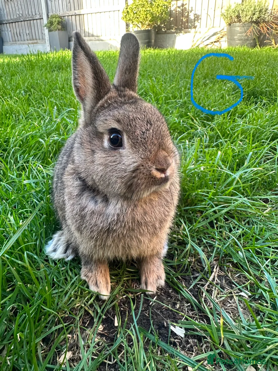 Netherland Dwarf rabbits for sale: Netherland Dwarf rabbits for sale  - Advert 2