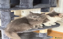 Maine Coon cats for sale: Maine coon x Ragdoll READY NOW 1 BOY LEFT - Image 8