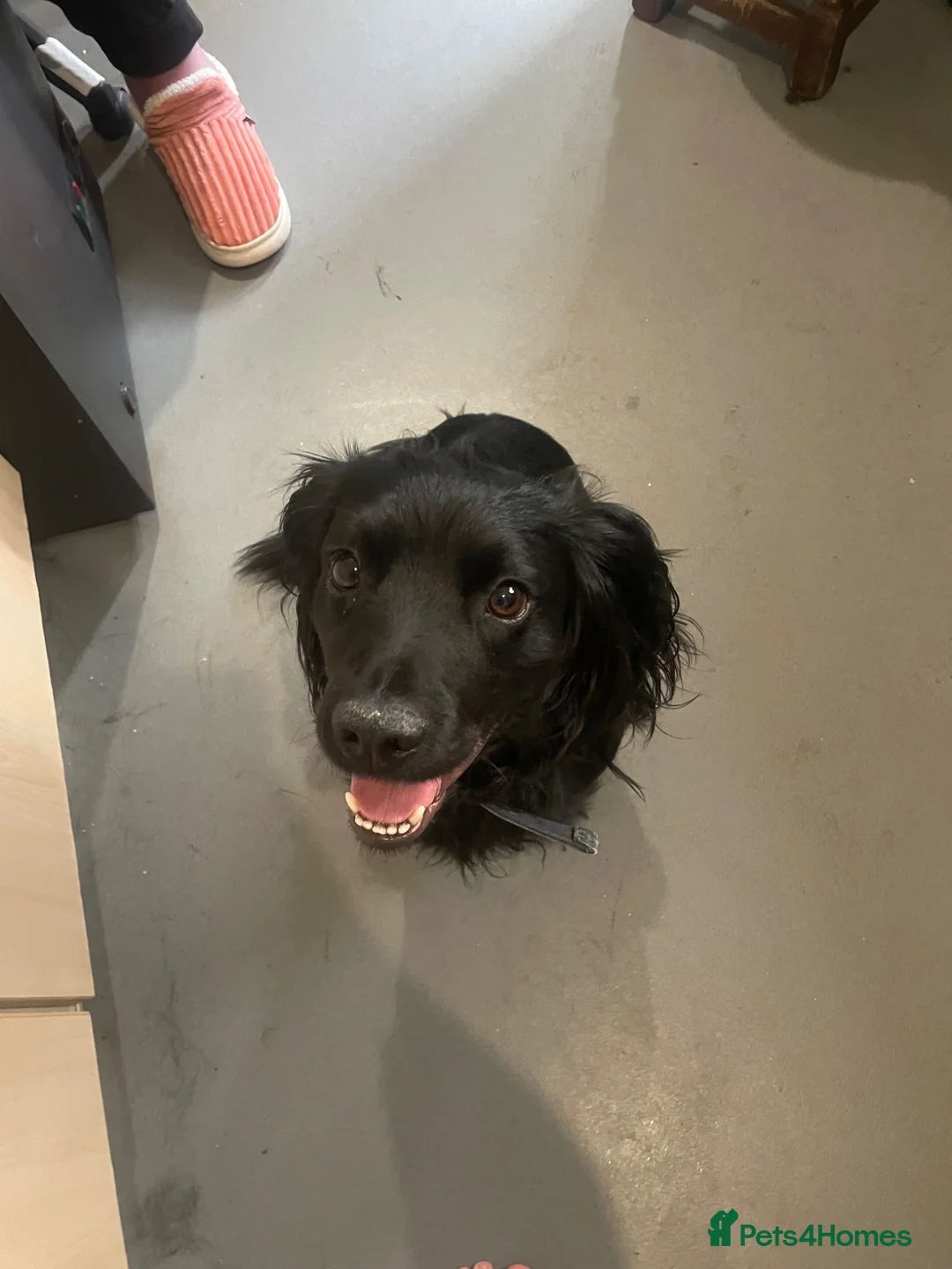 Cocker Spaniel dogs for stud: This is charlie in Tipton - Advert 5