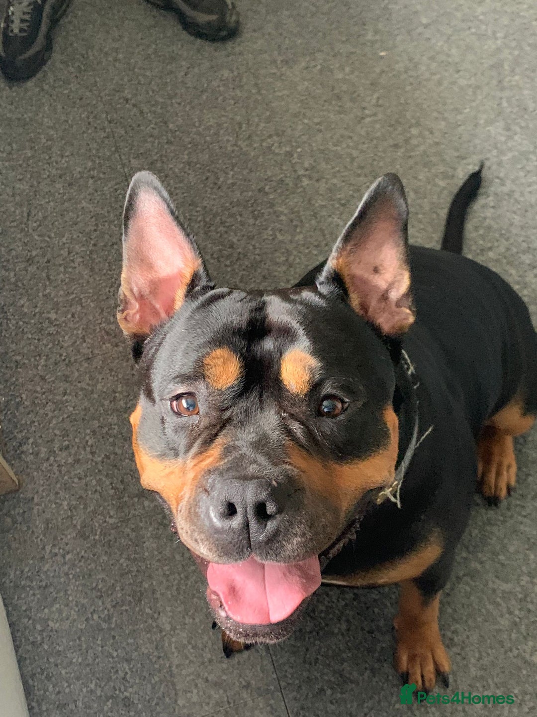 American Bully dogs for sale: 4 year old, female pedigree american bully - Advert 5