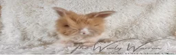 Angora rabbits for sale: FULLY VACCINATED ANGORA BROTHERS  - Advert 21