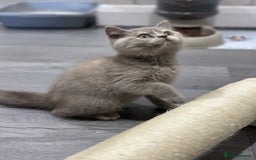 British Shorthair cats for sale: 🌈Choc Lilac Fawn Tortie Full Pedigree Brit BSH😍 - Image 39