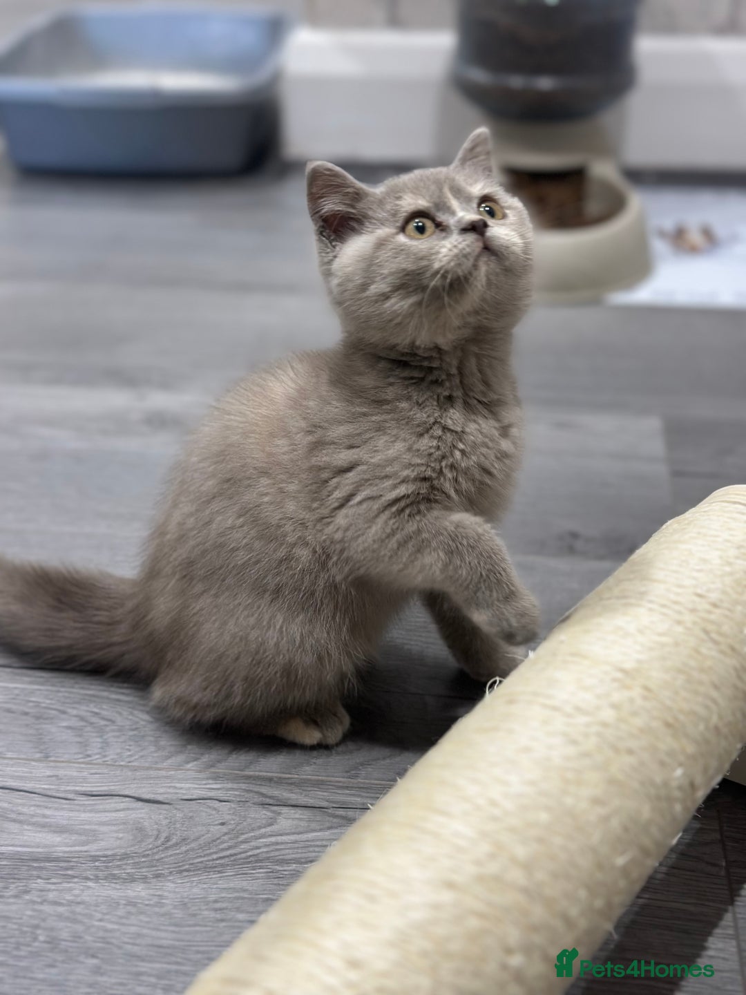 British Shorthair cats for sale: 🌈Choc Lilac Fawn Tortie Full Pedigree Brit BSH😍 - Image 39