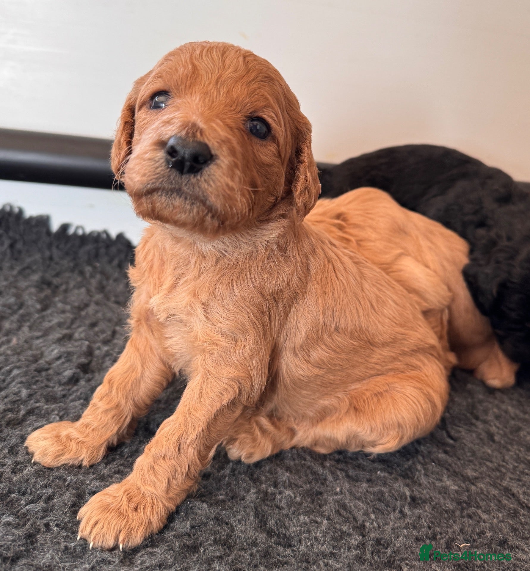Goldendoodle dogs for sale: F1b medium Goldendoodle puppies, DNA screened - Advert 1