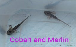 Axolotl reptiles for sale: *reduced*Rare Baby Lavender and wild type axolotl  - Image 23
