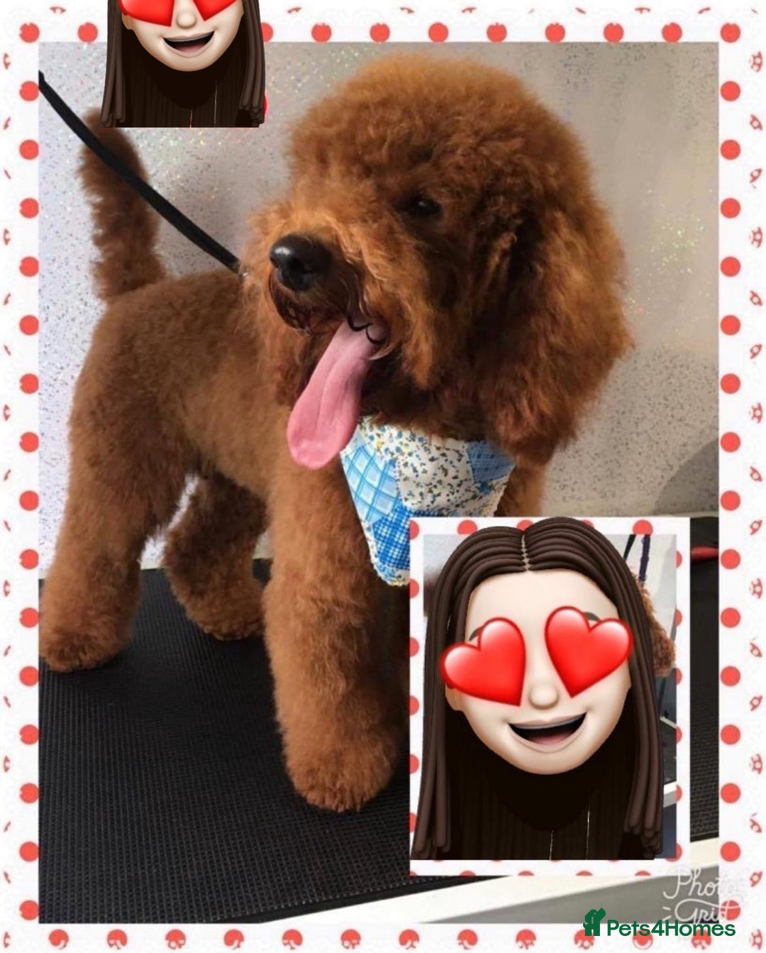 Cavapoo dogs for sale: Top Class Extensively tested F1b Toy Cavapoo pups - Image 21