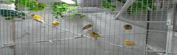 Canaries birds for sale: Yorkshire canaries for sale in Widnes - Advert 7
