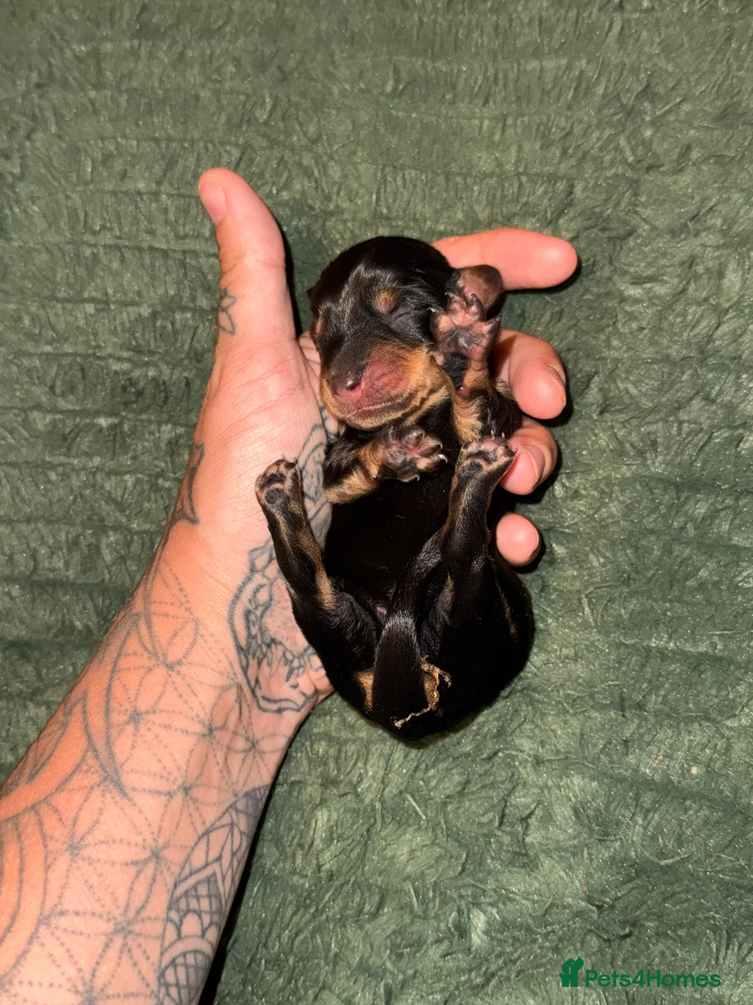 Dachshund dogs for sale: Long and short haired dachshund puppies available  - Advert 2