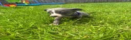 Whippet dogs for sale: Stunning KC registered whippet puppies - Advert 4