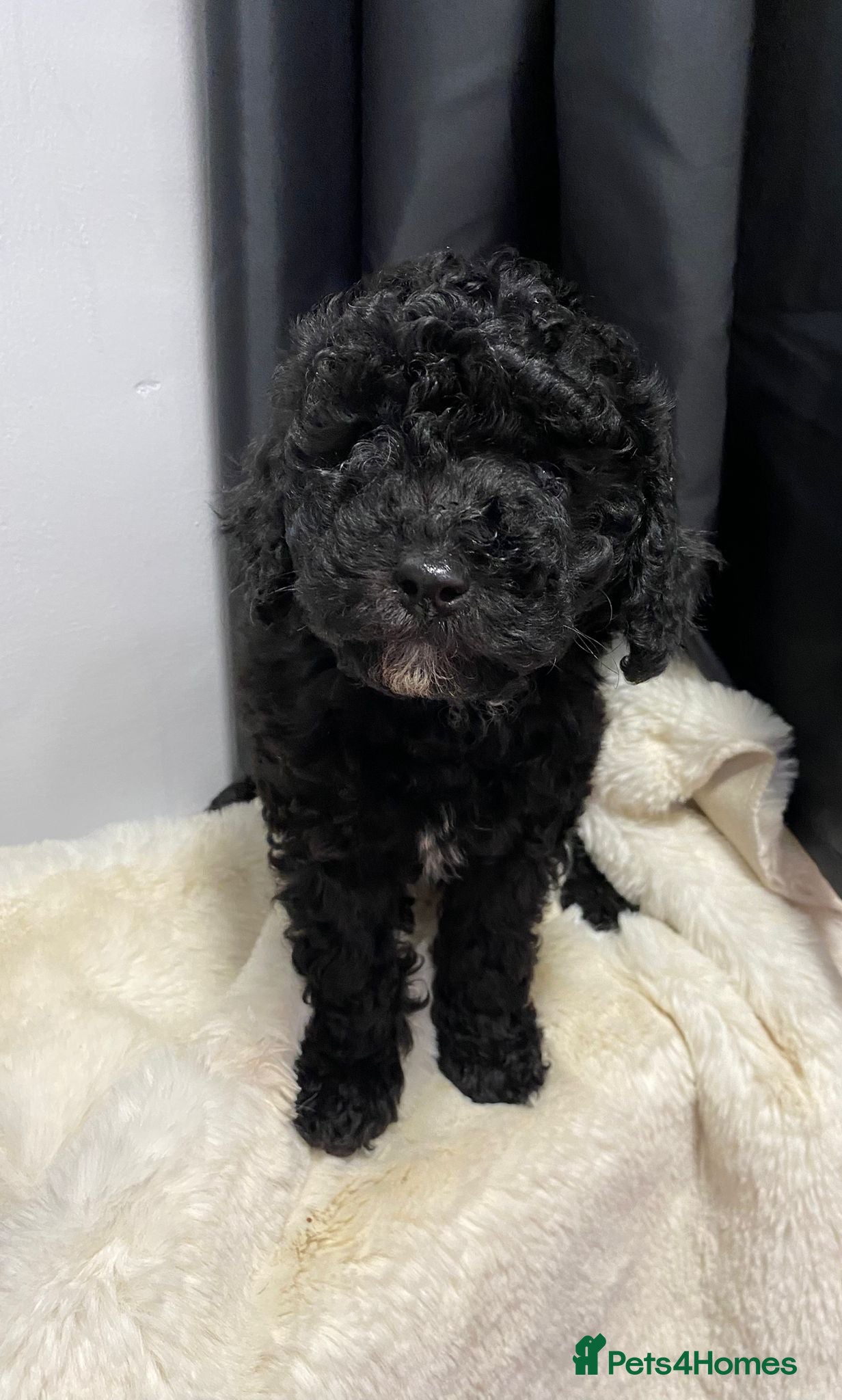 Cavapoo dogs 1 cavapoo girl still available - Advert 16