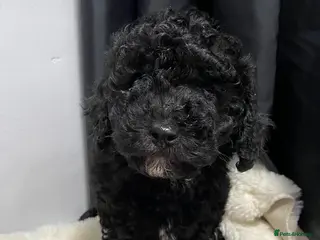 Cavapoo dogs 1 cavapoo girl still available - Advert 16