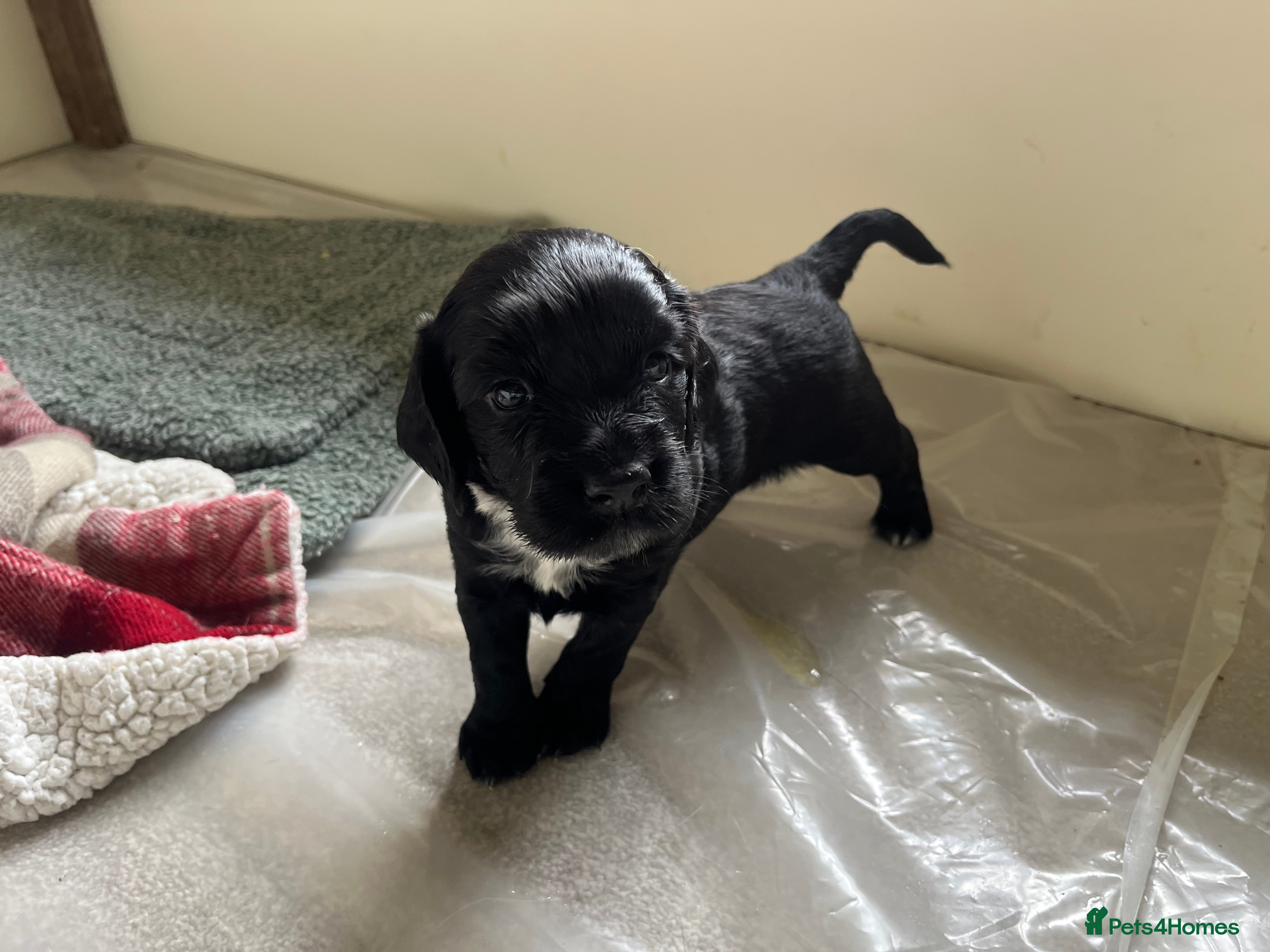 Sprocker dogs Healthy, lively Cocker Spaniel/Sprocker Puppies - Advert 2