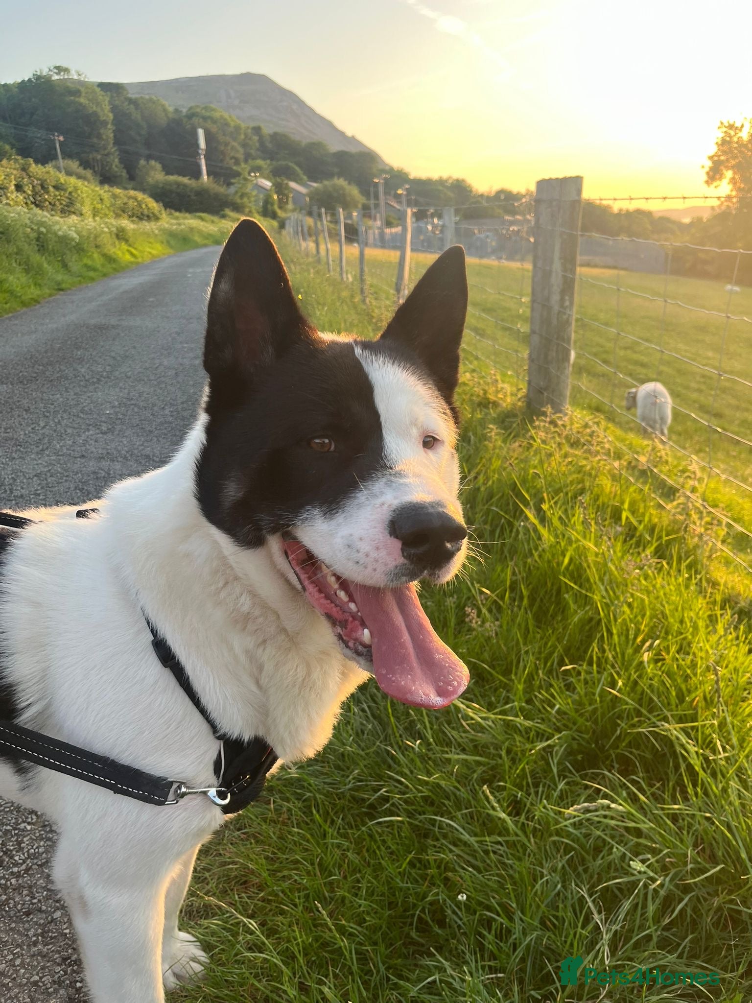 Akita dogs for sale: Kizzer in Penmaenmawr - Advert 9