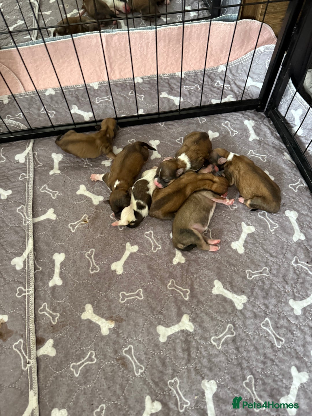 Lhasa Apso dogs for sale: 6 beautiful Lhasa apsos  - Image 19