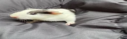 Guinea Pig rodents for sale: 8 wonderful guinea pig very friendly  - Advert 4