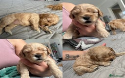 Cockapoo dogs for sale: Gorgeous f2 cockapoo puppies  - Image 2