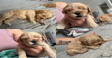 Cockapoo dogs - Advert 2
