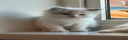 Ragdoll cats for sale: Beautiful Ragdoll Kittens in Durham - Advert 9