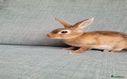 Rex rabbits for sale: Mini Rex babies- various colours & ages - Image 18