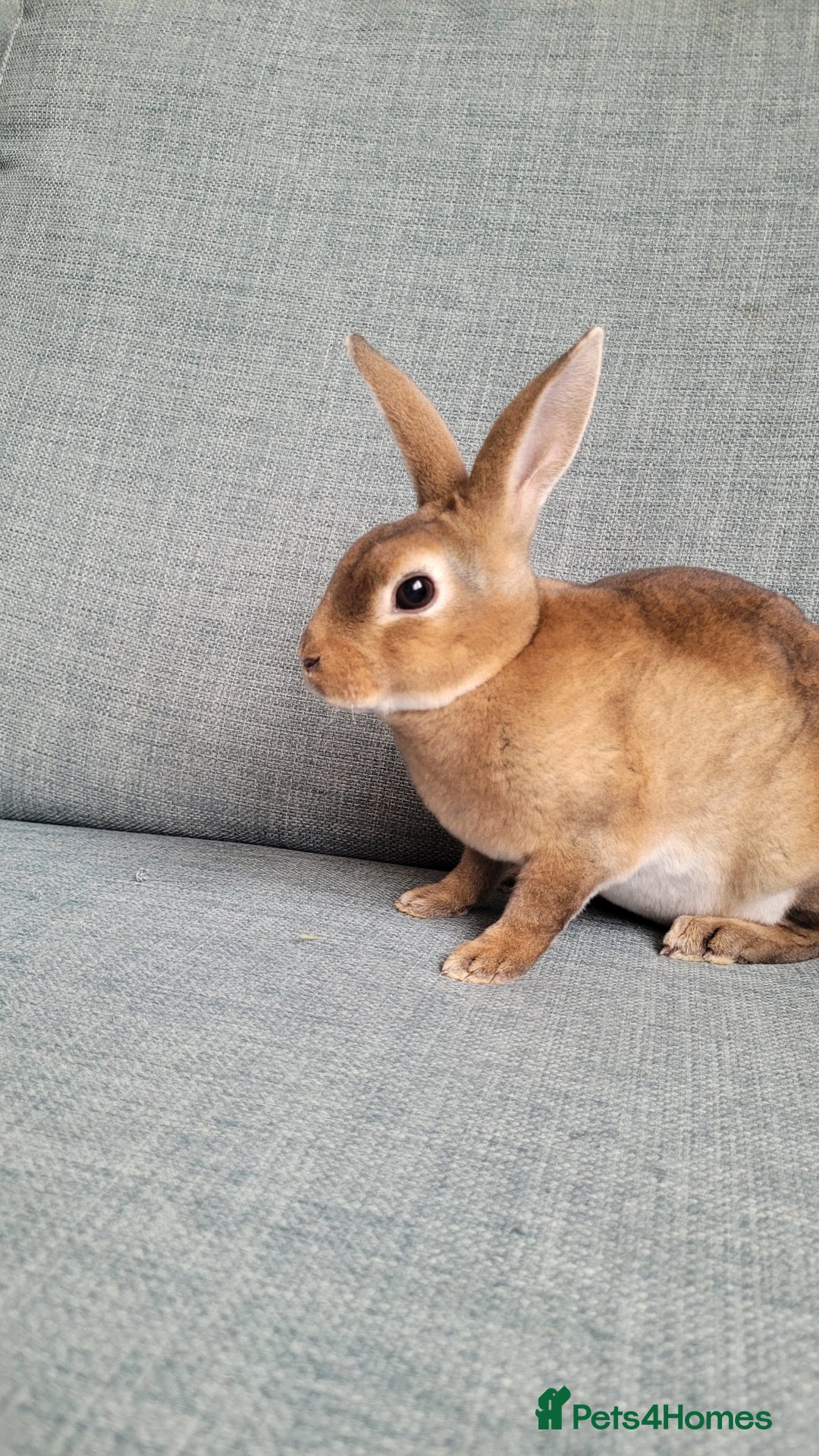 Rex rabbits for sale: Mini Rex babies- various colours & ages - Image 18