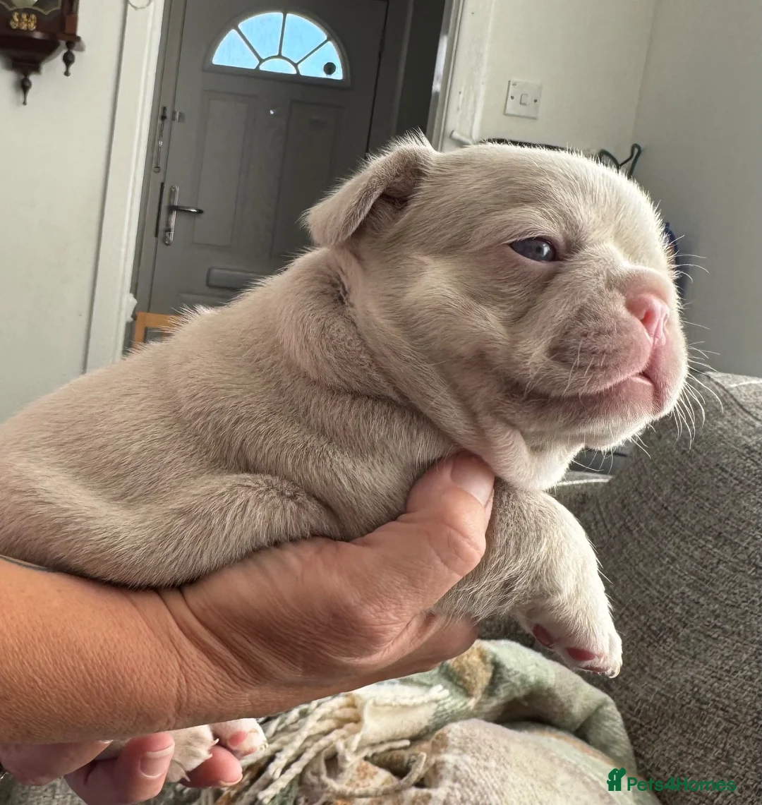 French Bulldog dogs for sale: 3French bulldog girls 2 are visual fluffy in Holywell - Advert 10